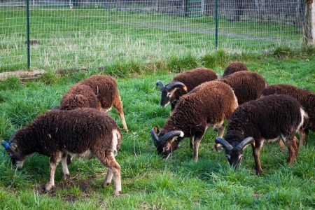 It’s March, and the yearling Soay rams love their new spring pastures