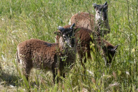 Premature Soay lamb survives … and thrives