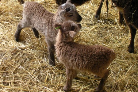 The final tally on the Soay lamb gender split