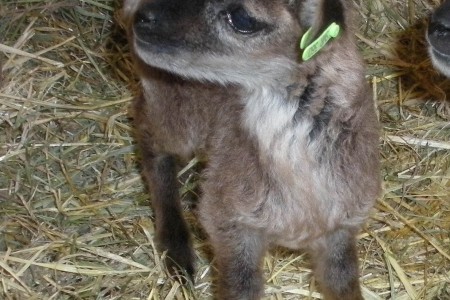 One more word about lamb tags for Soay sheep