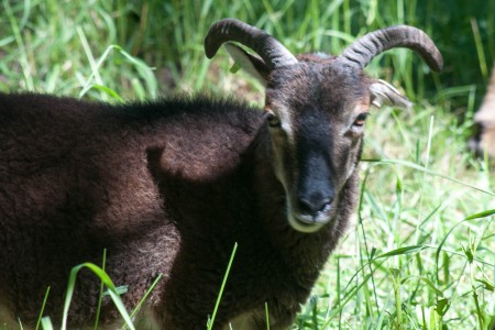 Yearling and adult British Soay ewes for sale