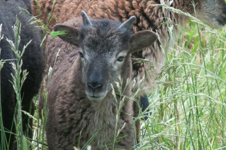 British Soay ewe lambs for sale