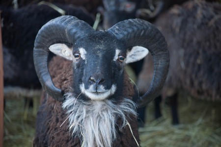 When to trim Soay ram horns and when to leave them alone: a photo essay