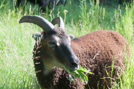 Soay sheep by birth, piglet by behavior: gorging on summer grass