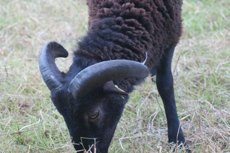 Yet another update on ear tags small enough for Soay lambs