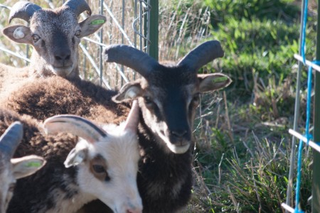 Ah, those glorious Soay ram horns — there’s nothing quite like them!