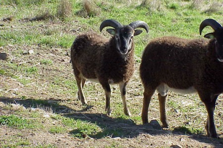 When to trim Soay ram horns: a pictorial example