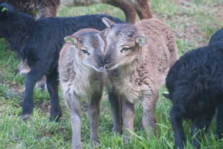 2017 Soay lambs at Saltmarsh Ranch: the first wave