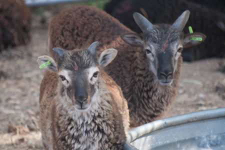 RBST-registered Soay sheep for sale June 2017