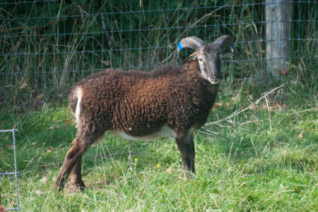 RBST-registered purebred Soay sheep for sale: update