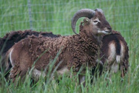 Soay Rams for Sale