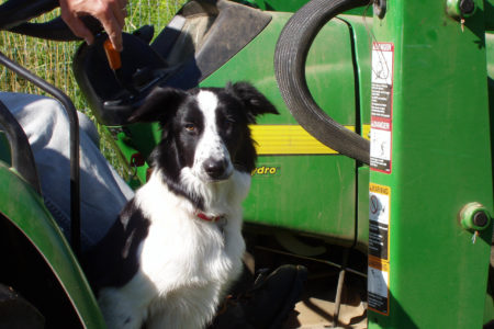 A good herding dog is a shepherd’s joy: Molly remembered