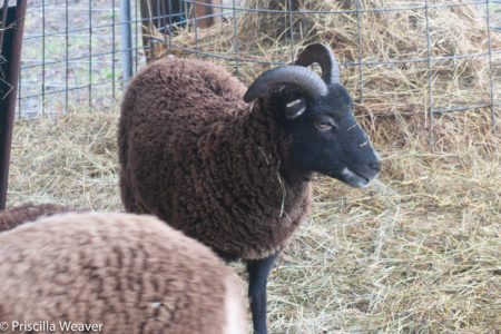 The case for all-wether Soay sheep flocks