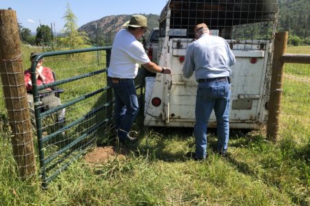 How to safely unload your new Soay sheep into their pasture