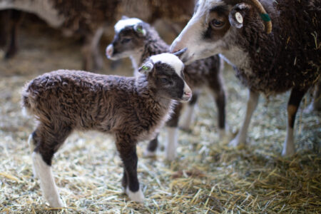 How often do Soay ewes produce twins?  Some thoughts and some data